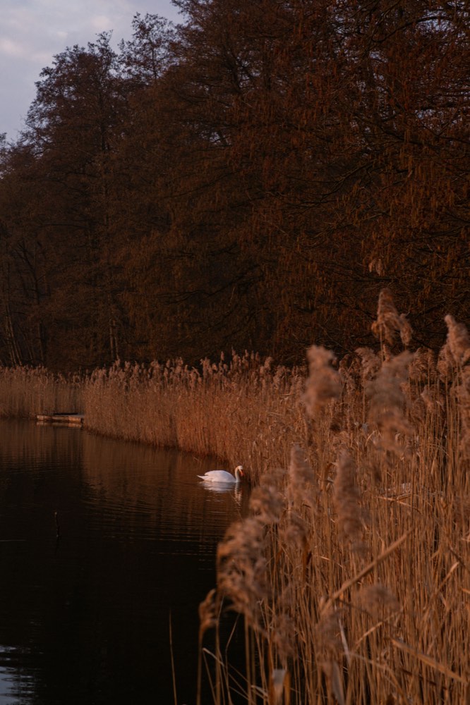 Schilf im Abendlicht am Ufer