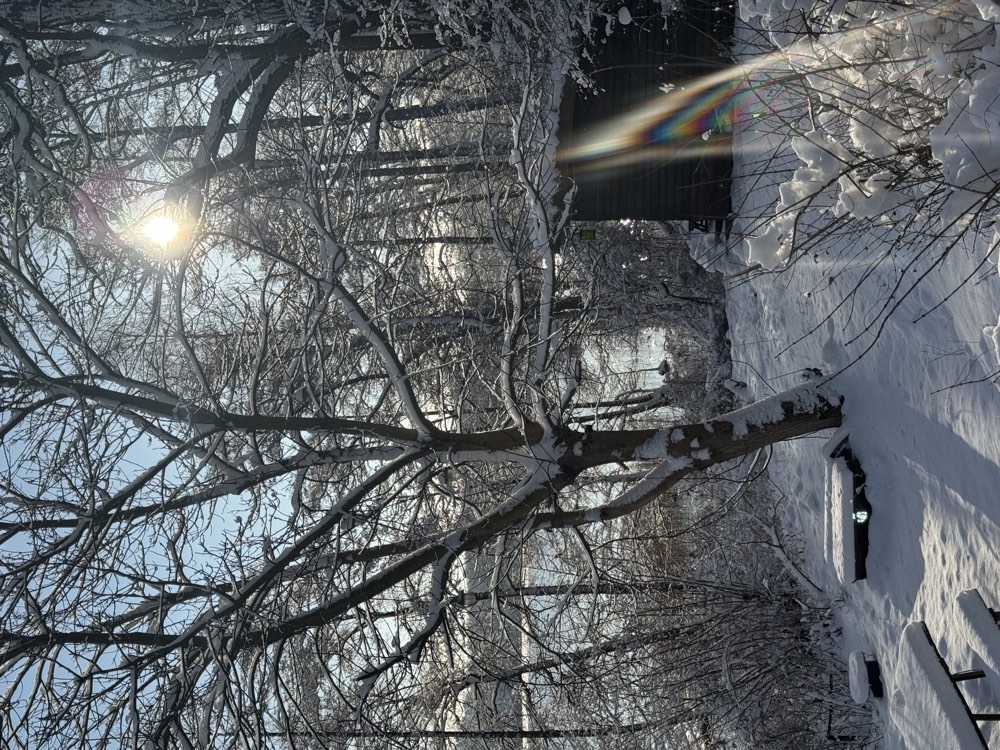 Verschneiter Wald am Haus Erlengrund