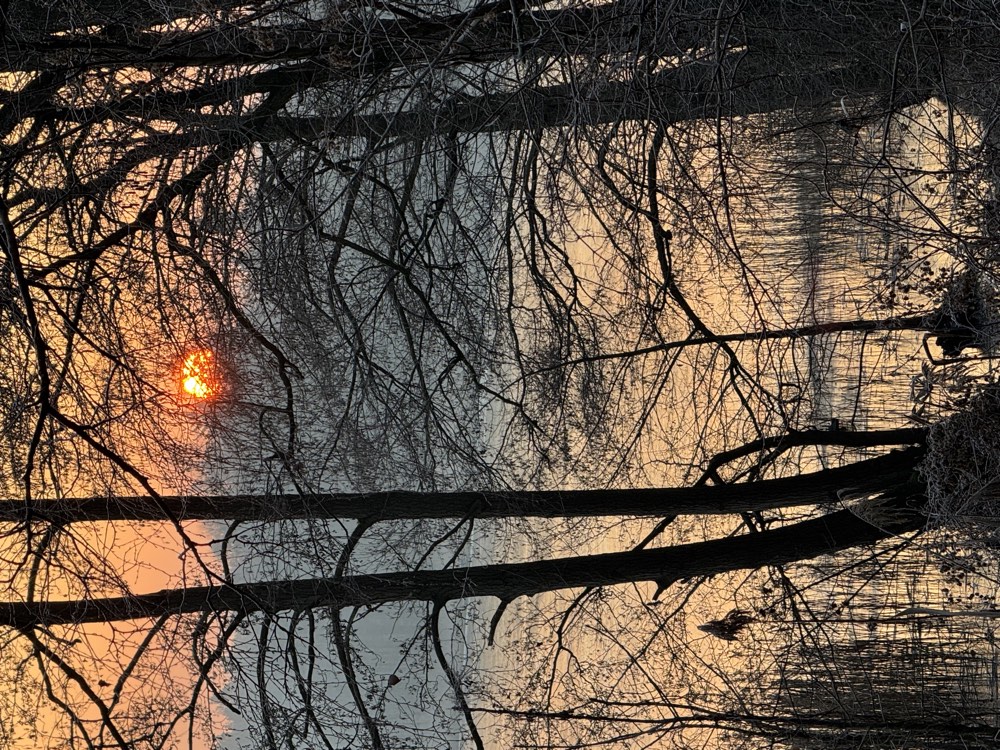 Wintersonne zwischen den Bäumen am See